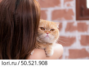 Persian cat in owner’s arms gaze warmly. Стоковое фото, агентство Ingram Publishing / Фотобанк Лори