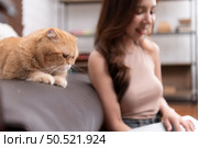 On the sofa is an intelligent Persian cat. Staring at show on the computer screen opened by the owner while working in the living room at home. Стоковое фото, агентство Ingram Publishing / Фотобанк Лори