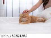 An intelligent Persian cat and owner playing together in bed. Стоковое фото, агентство Ingram Publishing / Фотобанк Лори