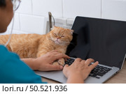 An intelligent Persian cat snuggles up with a computer. so that the owner stops working and comes to play with. Стоковое фото, агентство Ingram Publishing / Фотобанк Лори