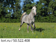 Dapple grey andalusian horse runs in summer green meadow background. Серый в яблоках конь андалузской породы бежит рысью на фоне летнего зеленого луга вечером. Стоковое фото, фотограф Михаил Кондрашов / Фотобанк Лори