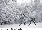 Dapple grey andalusian horse runs in winter white snow park background. Серый в яблоках конь андалузской породы бежит рысью на фоне зимнего снежного леса. Стоковое фото, фотограф Михаил Кондрашов / Фотобанк Лори