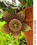 flower of Succulent plant Orbea variegata or stapelia variegata. Known as star flower or starfish cactus, carrion cactus, carrion flower, toad cactus. Стоковое фото, агентство Ingram Publishing / Фотобанк Лори