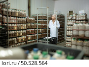 Young asian muslim female scientist doing research at a mushroom factory, examining mushroom leavening agent in a sterile and temperature-controlled room. Стоковое фото, агентство Ingram Publishing / Фотобанк Лори