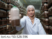 Young asian muslim female scientist doing research at a mushroom factory, investigating the growth of fungi in mushroom lumps. in a sterile and temperature-controlled room. Стоковое фото, агентство Ingram Publishing / Фотобанк Лори