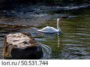 The mute swan with cygnet on the river Liffey on spring time, Celbridge, Ireland. Стоковое фото, фотограф Татьяна Кахилл / Фотобанк Лори