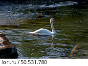 The mute swan with cygnet on the river Liffey on spring time, Celbridge, Ireland. Стоковое фото, фотограф Татьяна Кахилл / Фотобанк Лори
