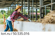 Portrait of Happy Asian farmer woman feeding cows in cowshed on dairy farm. Agriculture industry, farming, people, technology and animal husbandry concept. Стоковое фото, агентство Ingram Publishing / Фотобанк Лори