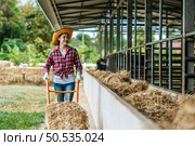 Portrait of Happy Asian farmer woman feeding cows in cowshed on dairy farm. Agriculture industry, farming, people, technology and animal husbandry concept. Стоковое фото, агентство Ingram Publishing / Фотобанк Лори