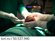Professor of medicine in cardiology and a team of doctors in the operating room undergoing heart transplant surgery. Стоковое фото, агентство Ingram Publishing / Фотобанк Лори