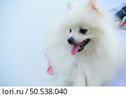 This is a Pomeranian dog. Small dog breeds The eyes are large and slightly bulging, the nose is black and round, and the fur is long and fluffy all over the body. They are intelligent, upright and cheerful. Стоковое фото, агентство Ingram Publishing / Фотобанк Лори
