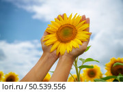 Sunflower in hands. Nature and care scene. Стоковое фото, агентство Ingram Publishing / Фотобанк Лори
