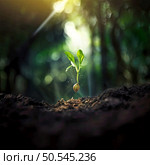 The plant is in focus while the background is blurred, creating a contrast between the new life and the old environment. A ray of sunlight shines through the trees, highlighting the plant and adding a touch of warmth to the scene.. A small plant sprouts from the soil in a forest setting. Стоковое фото, агентство Ingram Publishing / Фотобанк Лори