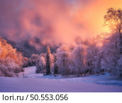Snowy forest in hoar and pink low clouds in beautiful winter at sunset. Colorful landscape with trees in snow, orange sky. Snowfall in mountain woods. Wintry woodland. Snow covered forest at dusk. Стоковое фото, агентство Ingram Publishing / Фотобанк Лори