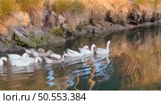 Ducklings in row waddle across rippling lake follow Mother Duck. Стоковое фото, агентство Ingram Publishing / Фотобанк Лори