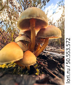 Closeup of mushroom in the forest floor. Стоковое фото, агентство Ingram Publishing / Фотобанк Лори