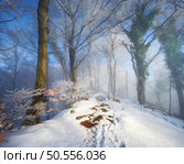 Snow-covered forest in morning fog. Winter landscape with trees covered in snow at sunrise. Wintry woods in misty conditions. Frosty winter scene. Enchanting woods. Ethereal winter woodland. Snowscape. Snowy forest in morning fog. Winter landscape with trees in snow. Стоковое фото, агентство Ingram Publishing / Фотобанк Лори
