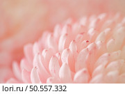 Chrysanthemum flower macro shot. Color flower background. Стоковое фото, агентство Ingram Publishing / Фотобанк Лори