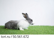 Fluffy white rabbit surrounded by lush green grass. Стоковое фото, агентство Ingram Publishing / Фотобанк Лори