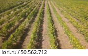 Aerial view, rows of grape vines, vineyard, Portugal. Стоковое фото, агентство Ingram Publishing / Фотобанк Лори