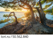 Amazing trees on the rocky sea coast at golden sunset in summer. Travel in Brela, Croatia. Colorful landscape with green trees growing out of the rock, tree roots, blue water in the evening. Nature. Amazing trees on the rocky sea coast at golden sunset in summer. Стоковое фото, агентство Ingram Publishing / Фотобанк Лори