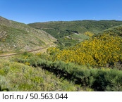 A scenic view of a lush valley, adorned with vibrant yellow flowers, under a clear blue sky, bisected by a railway track. Guarda - Portugal. Стоковое фото, агентство Ingram Publishing / Фотобанк Лори