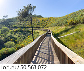 A wooden path meanders through a sunlit hillside, adorned with blooming wildflowers. Guarda - Portugal. Стоковое фото, агентство Ingram Publishing / Фотобанк Лори