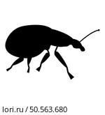 Weevil insect pest icon black color vector illustration image flat style simple. Weevil insect pest icon black color vector illustration image flat style. Стоковая иллюстрация, агентство Ingram Publishing / Фотобанк Лори
