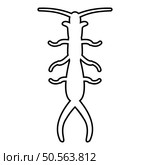 Earwig contour outline line icon black color vector illustration image thin flat style simple. Earwig contour outline line icon black color vector illustration image thin flat style. Стоковая иллюстрация, агентство Ingram Publishing / Фотобанк Лори