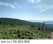 Junipers plants of Christmas trees growing on a mountain look at an angle horizontal. Стоковое фото, агентство Ingram Publishing / Фотобанк Лори