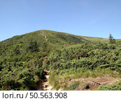 Mountain road trail leads to the up scenic landscape with view hiking trail Hoverla in the Carpathians horizontal. Стоковое фото, агентство Ingram Publishing / Фотобанк Лори