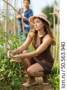 Young girl in dress tending tomatoes in her garden. Стоковое фото, фотограф Яков Филимонов / Фотобанк Лори