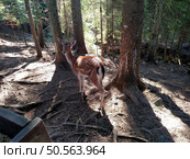 Young roe deer fawn wild animal in natural environment horizontal. Стоковое фото, агентство Ingram Publishing / Фотобанк Лори