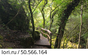 Mystical forest at Rio de Mouros pathway in Condeixa, Coimbra Portugal. winding through moss-covered oak trees and dense undergrowth, creating an enchanting natural tunnel beneath twisted branches on an autumn day. Стоковое фото, агентство Ingram Publishing / Фотобанк Лори
