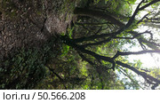 Mystical forest at Rio de Mouros pathway in Condeixa, Coimbra Portugal. winding through moss-covered oak trees and dense undergrowth, creating an enchanting natural tunnel beneath twisted branches on an autumn day. Стоковое фото, агентство Ingram Publishing / Фотобанк Лори