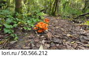 Vibrant orange mushrooms growing in clusters on forest floor amid fallen autumn leaves and green undergrowth, creating a striking natural display in woodland at Rio de Mouros pathway in Condeixa, Coimbra Portugal. Стоковое фото, агентство Ingram Publishing / Фотобанк Лори