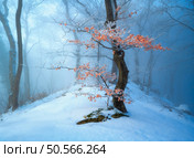 Old tree with orange leaves in fog. Snowy forest in beautiful winter. Colorful landscape with trees in snow at sunset. Snowfall in woods. Wintry woodland. Snow covered mountain forest at dusk. Scenery. Стоковое фото, агентство Ingram Publishing / Фотобанк Лори