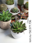 Mix of cactuses in the white light room. Стоковое фото, агентство Ingram Publishing / Фотобанк Лори