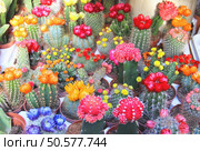 Big mix of beautiful vivid bloomy cactuses . Стоковое фото, агентство Ingram Publishing / Фотобанк Лори