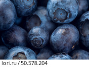 Close Up Of Organic Blueberries. Concept For Healthy Eating And Nutrition. Bluberries. Стоковое фото, агентство Ingram Publishing / Фотобанк Лори