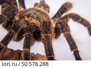 Closeup of danger mexican spider (brachypelma albopilosum). Closeup of mexican spider -tarantula (brachypelma albopilosum) Стоковое фото, агентство Ingram Publishing / Фотобанк Лори