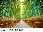 Kyoto, Japan at the bamboo forest. Стоковое фото, агентство Ingram Publishing / Фотобанк Лори