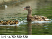 family of ducks, mallard ( Anas platyrhynchos ) Стоковое фото, агентство Ingram Publishing / Фотобанк Лори