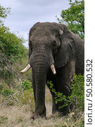 African elephant stands among trees in natural habitat, savanna. Стоковое фото, фотограф Екатерина Якименко / Фотобанк Лори