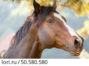 close up of an purebred racing horse. Стоковое фото, агентство Ingram Publishing / Фотобанк Лори