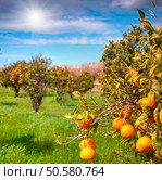 Sunny morning in orange garden in Sicily, Italy, Europe. Стоковое фото, агентство Ingram Publishing / Фотобанк Лори