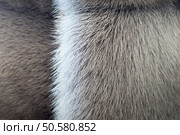 fluffy texture of fur of wild animals with a strip for abstract backgrounds. Стоковое фото, агентство Ingram Publishing / Фотобанк Лори