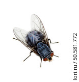  A macro shot of fly on a white background . Live house fly .Insect close-up. Стоковое фото, агентство Ingram Publishing / Фотобанк Лори