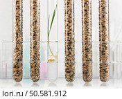 Genetically modified wheat. Wheat seedlings growing inside of test tube. Стоковое фото, агентство Ingram Publishing / Фотобанк Лори