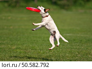 A jack russel terier catching frisbee. Стоковое фото, агентство Ingram Publishing / Фотобанк Лори